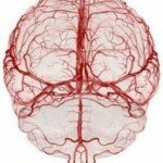 Как улучшить кровоснабжение головного мозга